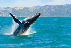 Hawaii Whale 04621